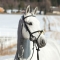 Horze Nevada Bridle