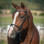 Horze Novara Bridle