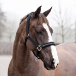 Horze Padded Halter w/ Metalic Logo on Nose Band