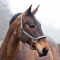 Horze Royal Equus Neoprene Lined Halter