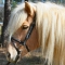 Icelandic Horse Bridle