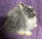 Jersey Wooly Bunny Broken Blue