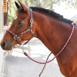 Kincade Leather Rope Halter with Matching Lead