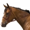 Kincade Padded Plain Raised Bridle With Reins