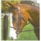 Legacy Plain Raised Work Bridle Cob Chestnut