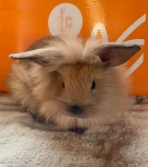 LionLop Bunny