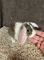 Mini Plush Lop Bunny- Broken Chestnut