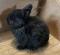 Netherland Dwarf Bunny - Black Buck