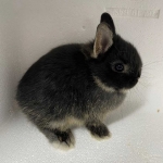 Netherland Dwarf Bunny - Black Otter