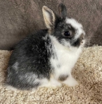 Netherland Dwarf Bunny - Broken Black