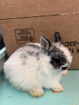 Netherland Dwarf Bunny - Broken Black Doe