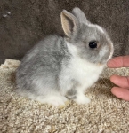 Netherland Dwarf Bunny - Broken Blue