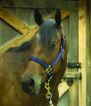 Perri's Nylon Super Adjustable Halter