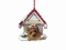 Personalized Doghouse Ornament - Yorkie