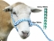 Poly Sheep Halter