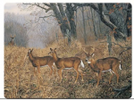 River's Edge Tempered Glass Cutting Board - Deer New Arrival
