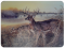 River's Edge Tempered Glass Cutting Board - Deer Boys Club