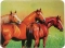 River's Edge Tempered Glass Cutting Board with 3 Beautiful Horses