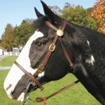 Shenandoah Beta Light Trail Bridle