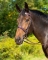 SHIRES AVIGNON MIDDLEBURG FLAT HUNT BRIDLE