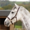 Shires Blenheim Oakridge Horse Halter