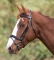 Shires Equestrian Baltimore Bridle