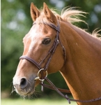 Shires Equestrian Blenheim Ipswich Bridle