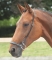 Shires Kineton Noseband