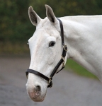 Shires Rolled Throat Leather Horse Halter