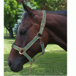 Southwest Halter Green Horse