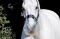 THINLINE FLEXIBLE FILLY SLOW FEED GRAZING MUZZLE