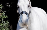 THINLINE FLEXIBLE FILLY SLOW FEED GRAZING MUZZLES