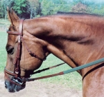 Tory Leather Padded Bridle with Buckle Bit Ends