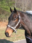 TUFFRIDER Plaid Covered Halter