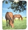 Two Horses In Pasture Blanket